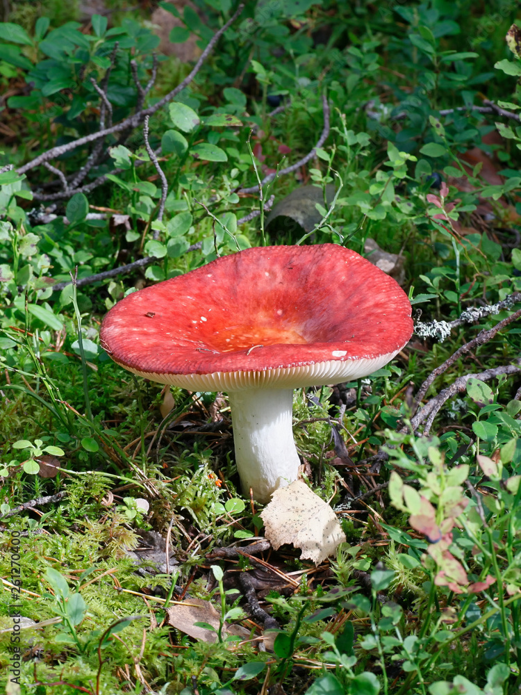 Russula paludosa, known as the tall russule or brittlegill mushroom, a delicious wild mushroom from Finland Russula paludosa, known as the tall russule or brittlegill mushroom, a delicious wild mushroom from Finland