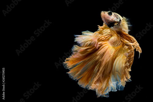 Fototapeta Naklejka Na Ścianę i Meble -  Yellow gold betta fish, siamese fighting fish on black background