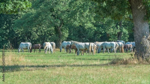 Peaceful horses are eating grass outside. It's a nice day in Lipica resort. photo