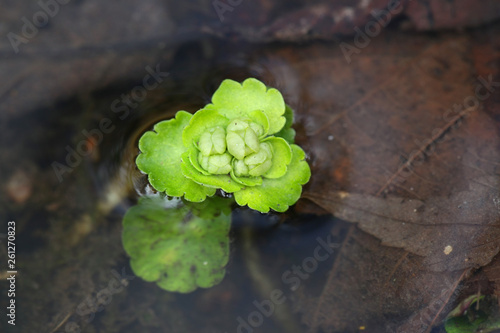 Photography Chrysosplenium alternifolium, known as the alternate-leaved golden-saxifrage