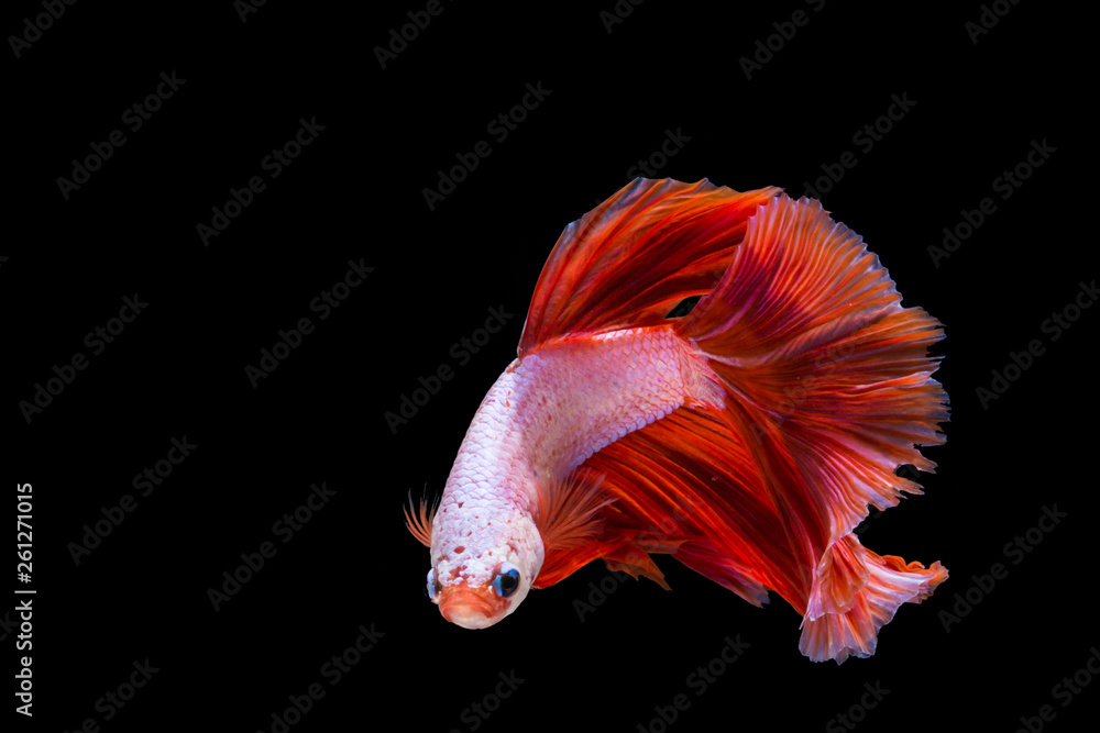 Pink and red betta fish, siamese fighting fish on black background Pink and red betta fish, siamese fighting fish on black background