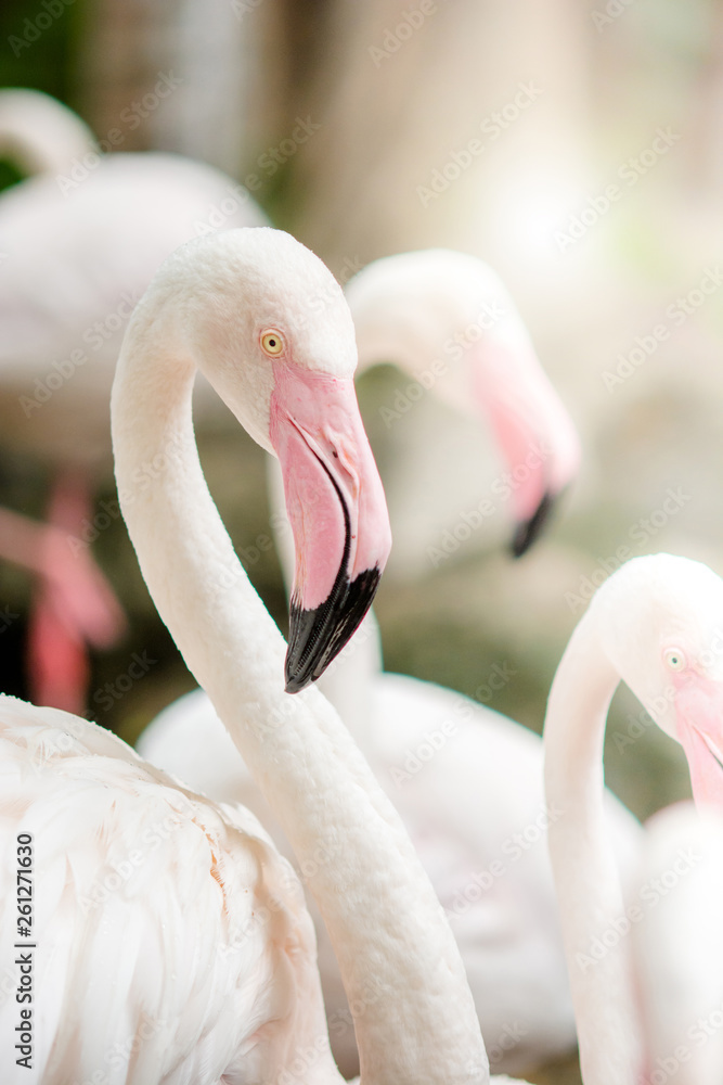 Naklejka premium Pink Flamingo-close up, it has a beautiful coloring of feathers. Greater flamingo, Phoenicopterus roseus.