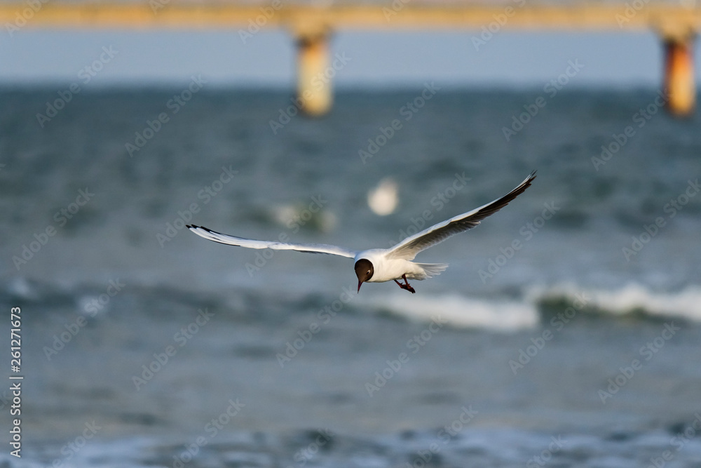 Sunny day nature outdoor wildlife bird Sunny day nature outdoor wildlife bird