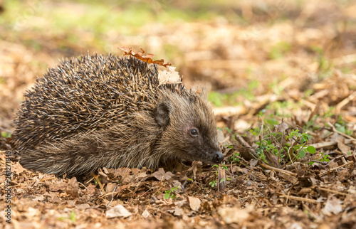 Hedgehog (Scientific name: Erinaceus europaeus) in natural woodland habitat, emerging from hibernation in Springtime. Horizontal. Space for copy.