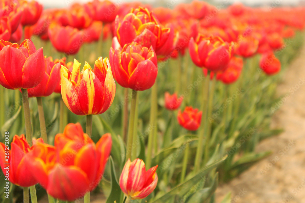 Obraz premium a group wonderful red tulips with green stems in a bulb field in the dutch countryside in springtime closeup