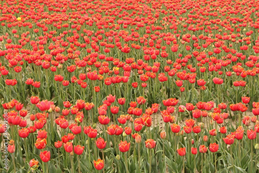 wonderful large field with red tulips macro