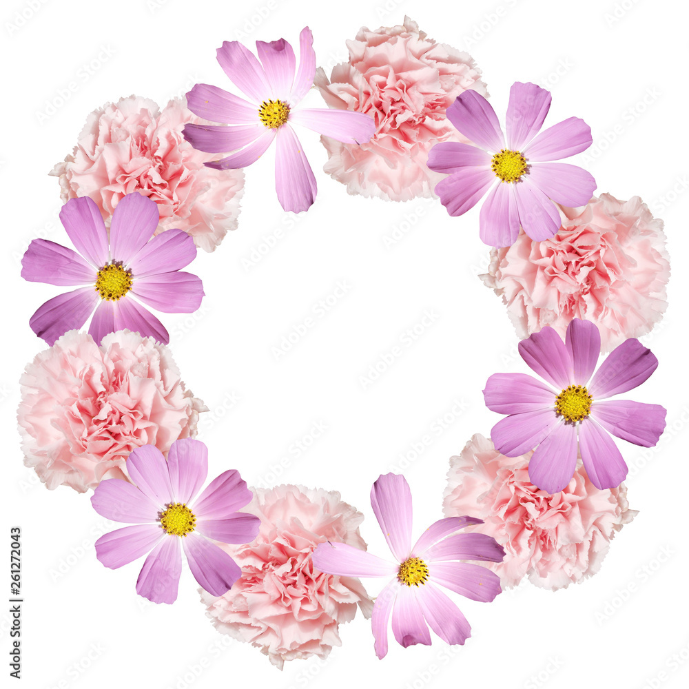 Beautiful floral circle of kosmeya and carnations. Isolated Beautiful floral circle of kosmeya and carnations. Isolated