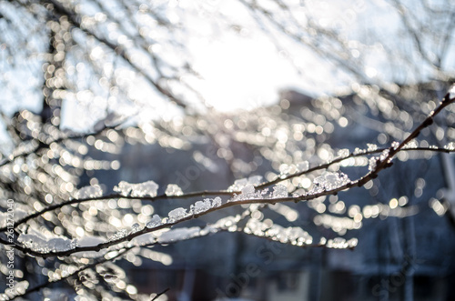 Branches covered with ice in the sun. Beautiful winter. Macro