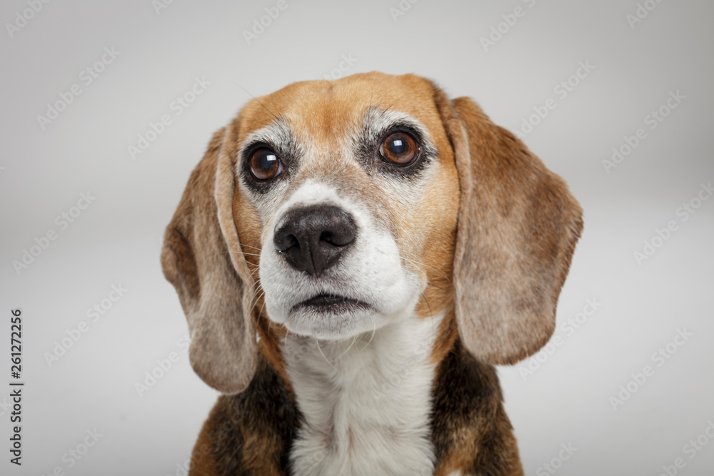 Studio portrait of an expressive Beagle dog against neutral background