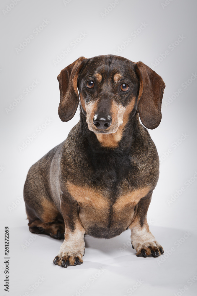 Studio portrait of an expressive Teckel dog against neutral background Studio portrait of an expressive Teckel dog against neutral background