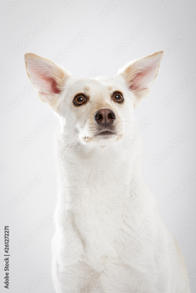 Studio portrait of an expressive mongrel dog against white background Studio portrait of an expressive mongrel dog against white background