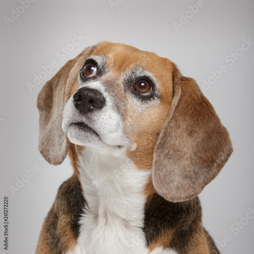 Studio portrait of an expressive Beagle dog against neutral background