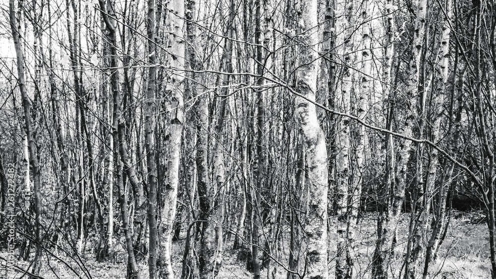 Fototapeta premium trees in forest