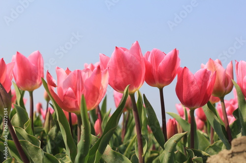 row with pink tulips closeup in a field in holland and a blue sky in the background