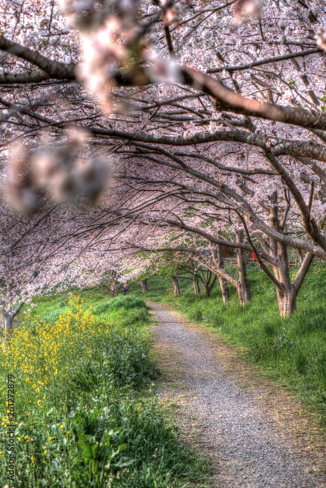 japan 桜 cherryblossm 船橋 funabashi spring river 橋 桜トンネル 春 長津川親水公園 japan 桜 cherryblossm 船橋 funabashi spring river 橋 桜トンネル 春 長津川親水公園