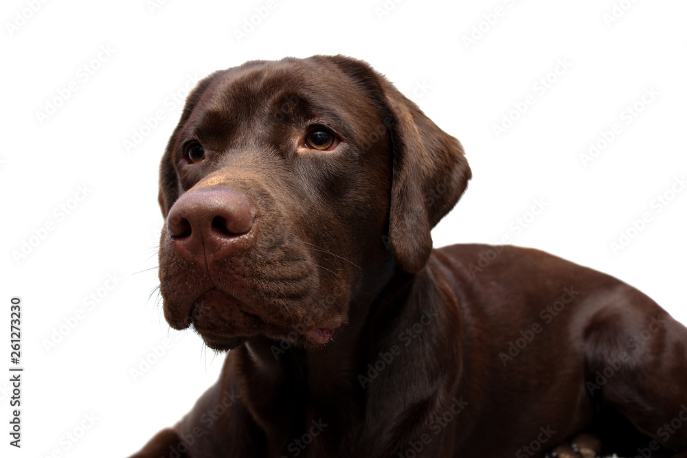 Portrait of a Labrador Retriever on a white background Portrait of a Labrador Retriever on a white background