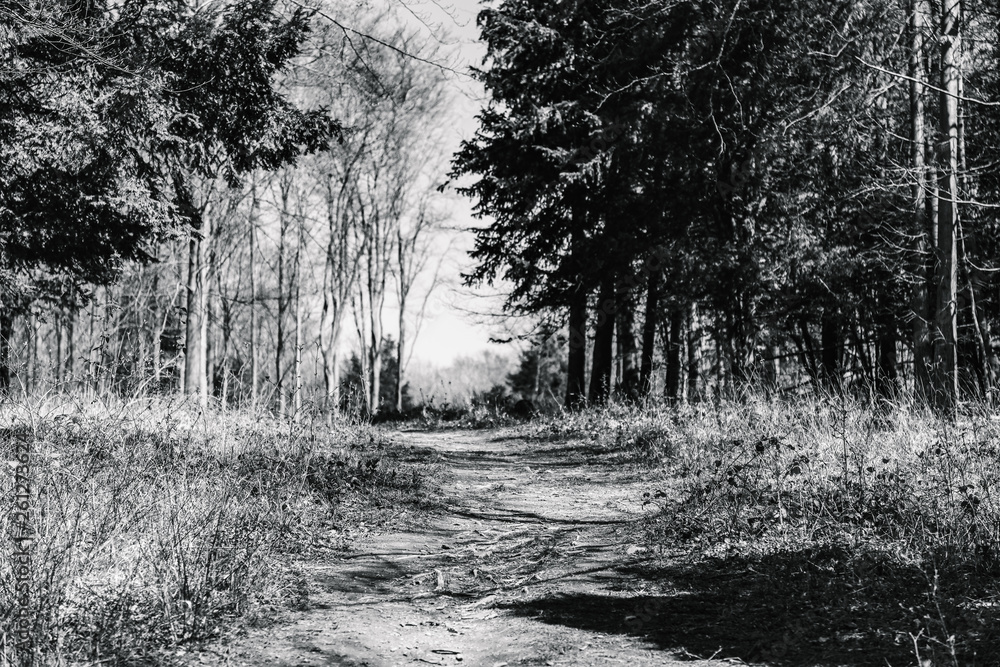 Fototapeta Path in woods, buckinghamshire, england