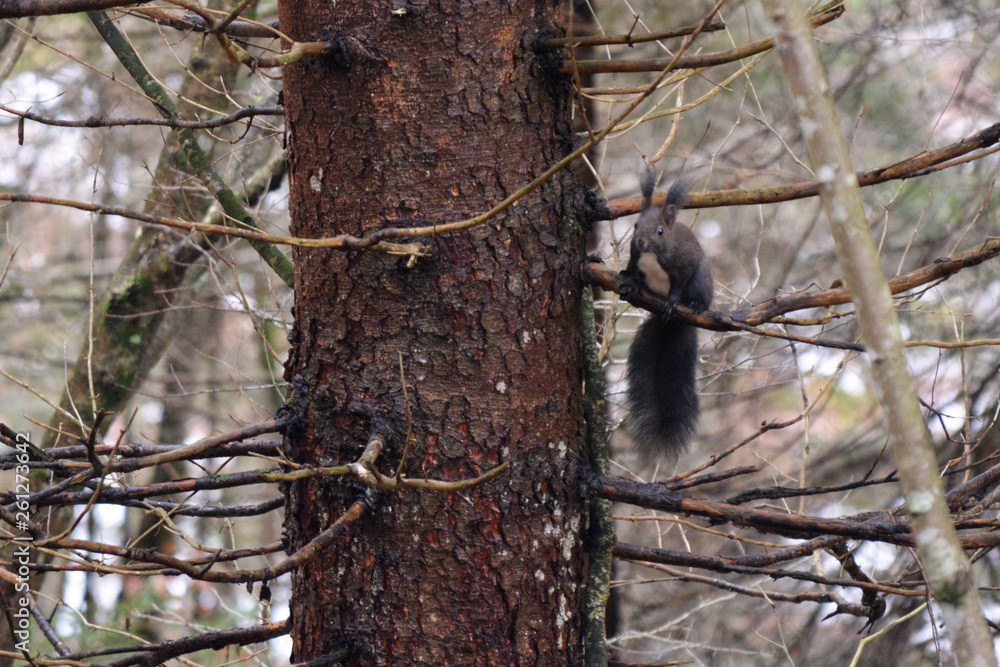 The eurasian red squirrel on the tree The eurasian red squirrel on the tree