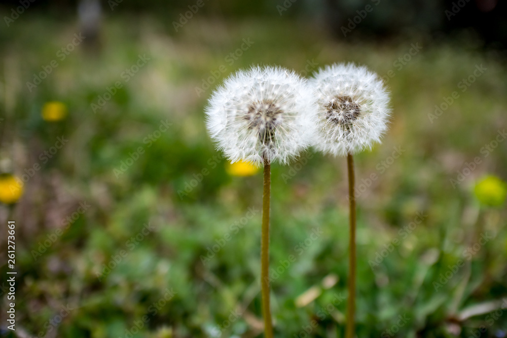 Two early spring dandelion seed heads on a green bokeh background, selective focus, photo taken in moody springtime day