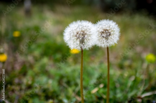 Two early spring dandelion seed heads on a green bokeh background  selective focus  photo taken in moody springtime day