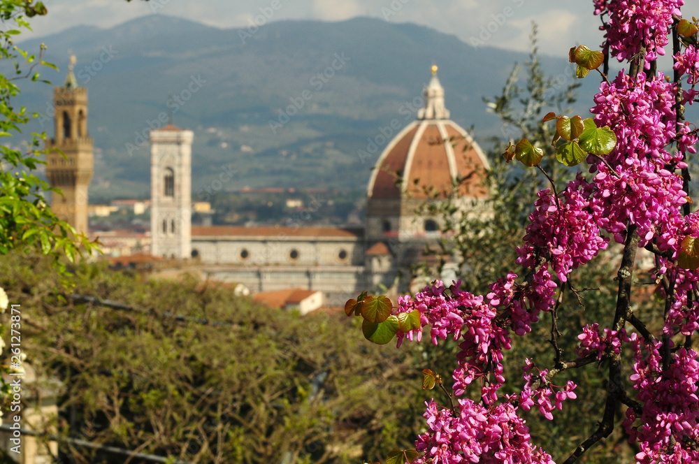 Cathedral of Santa Maria del Fiore in Florence as seen from Bardini Garden during Spring Season with blooming purple trees (Judas Trees). Italy.