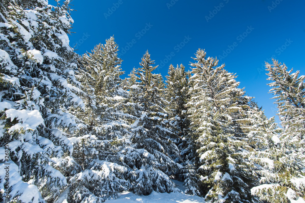 Landscape view of snow covered alpine mountain with conifer pine trees Landscape view of snow covered alpine mountain with conifer pine trees