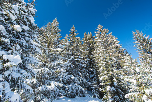 Landscape view of snow covered alpine mountain with conifer pine trees