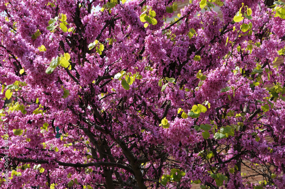 Mexican Redbud Tree Springtime Blossoms. Spring Season.