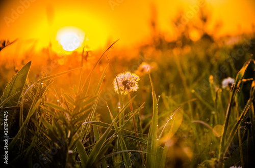 early morning. forest hiding in the fog. dandelion.