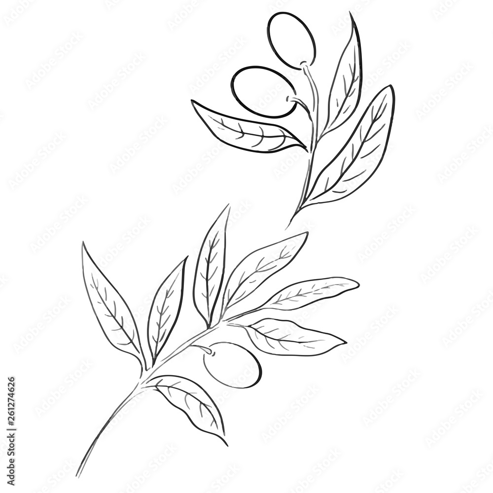olive tree line vector background olive tree line vector background