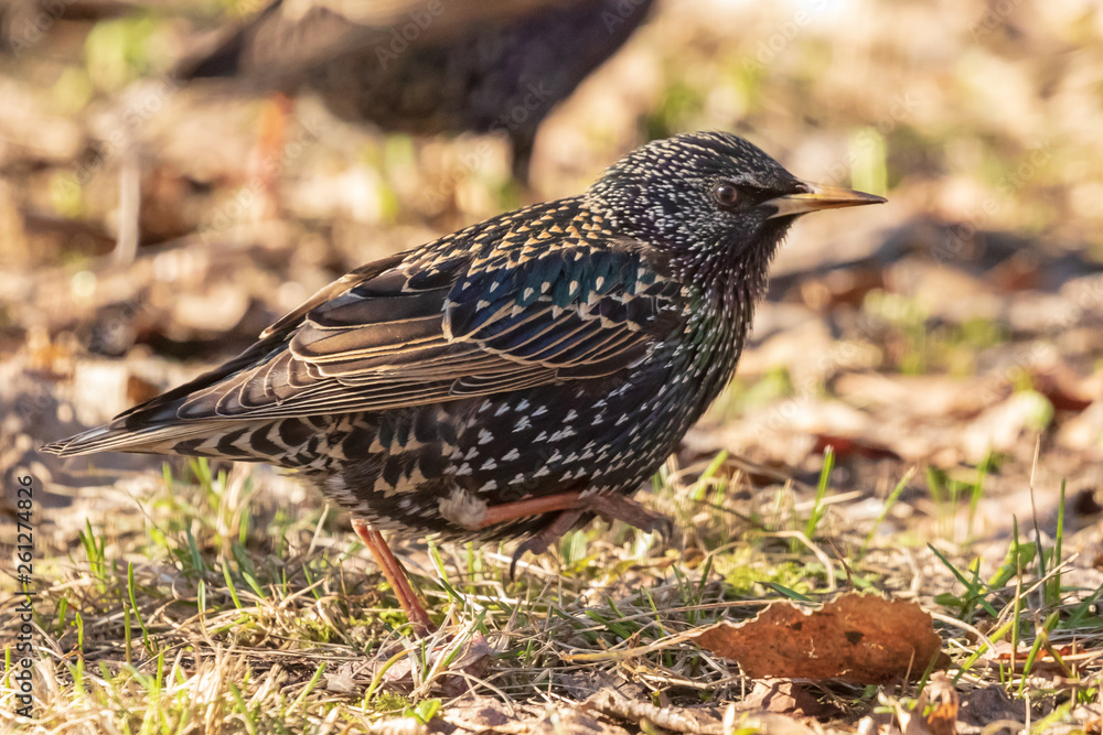 A black starling with iridescent plumage and with a yellow beak sits on the grass in a park on a spring day. Close-up. Wild nature. A black starling with iridescent plumage and with a yellow beak sits on the grass in a park on a spring day. Close-up. Wild nature.