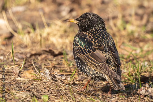 A black starling with iridescent plumage and with a yellow beak sits on the grass in a park on a spring day. Close-up. Wild nature.