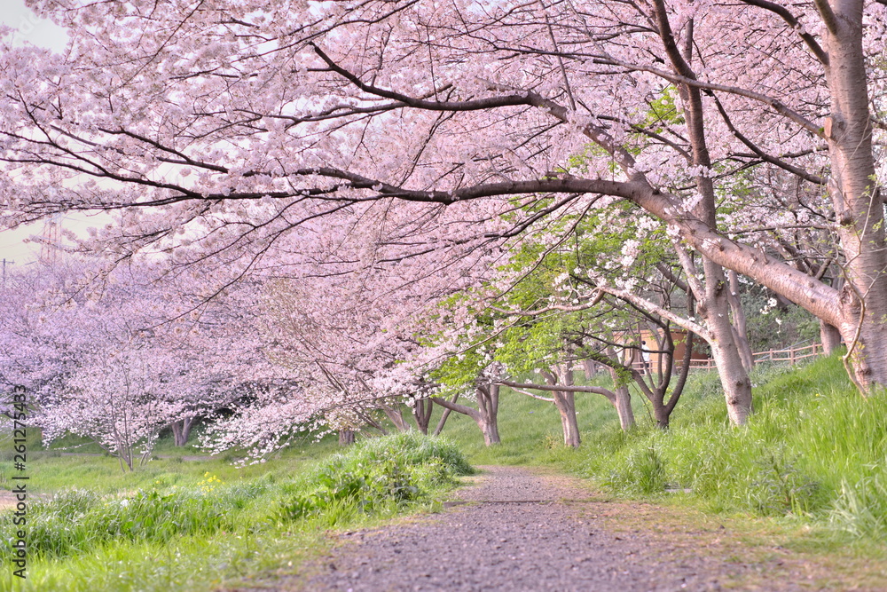japan 桜 cherryblossm 船橋 funabashi spring river 桜トンネル 春 長津川親水公園 japan 桜 cherryblossm 船橋 funabashi spring river 桜トンネル 春 長津川親水公園