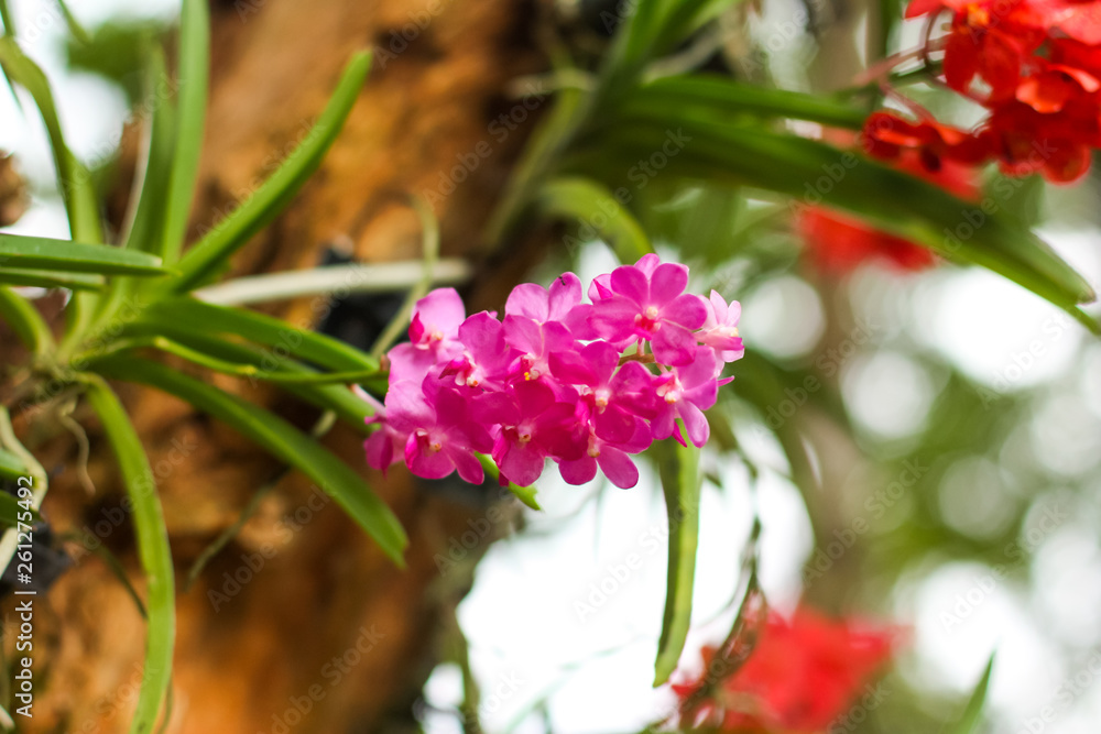 wild tropical pink orchid on a tree wild tropical pink orchid on a tree