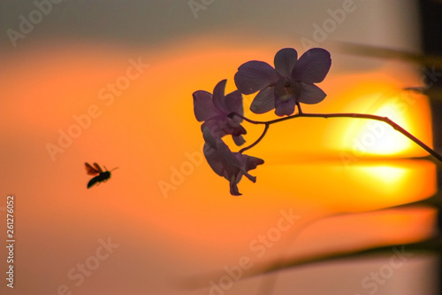 Wallpaper Mural tropical orchid silhouette at sunset Torontodigital.ca