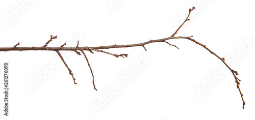 Branch of an apricot fruit tree, with buds on an isolated white background.
