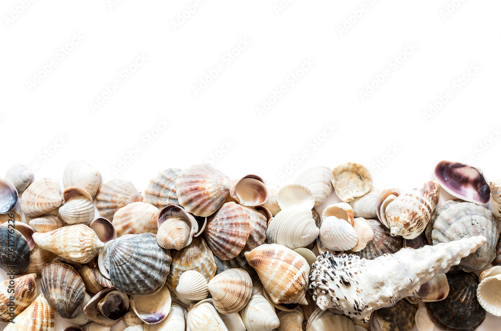 Background of beautiful different seashells isolated on top with space for text. Mollusk seashell texture. Background of beautiful different seashells isolated on top with space for text. Mollusk seashell texture.