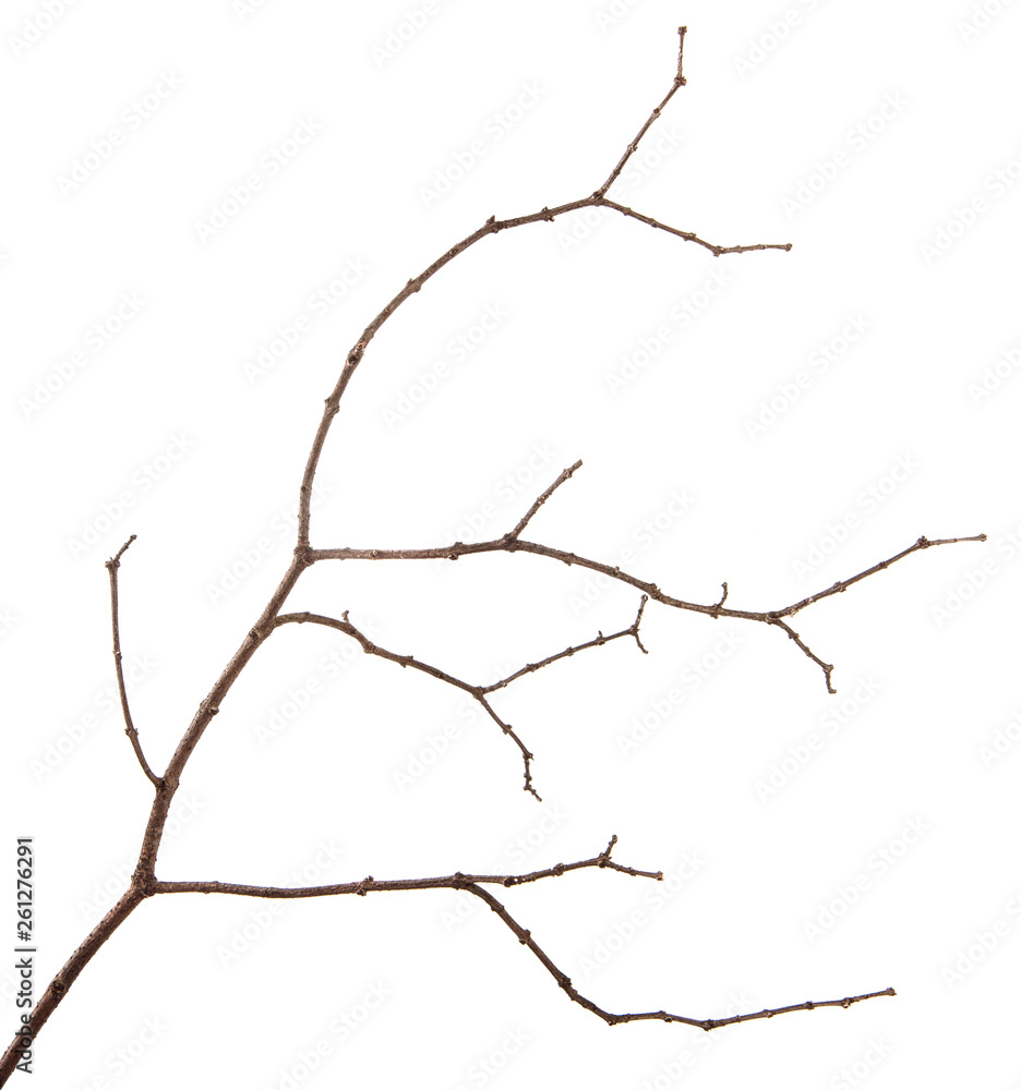 Fototapeta premium A branch of lilac bush on an isolated white background.