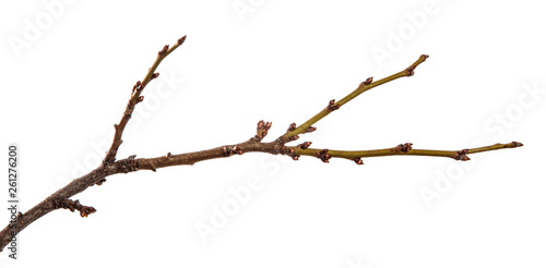 Branch of an apricot fruit tree, with buds on an isolated white background.