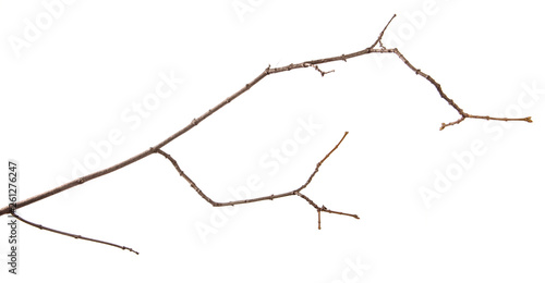 A branch of lilac bush on an isolated white background.