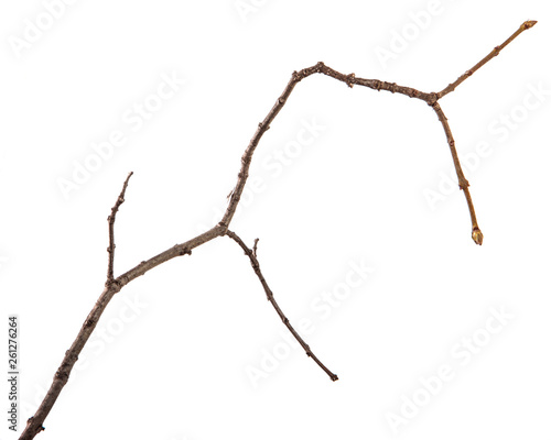 A branch of lilac bush on an isolated white background.