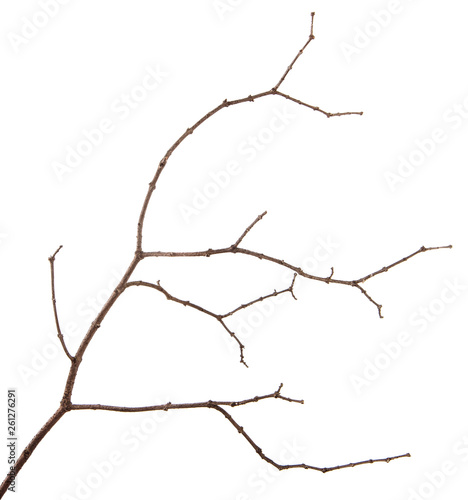 A branch of lilac bush on an isolated white background.