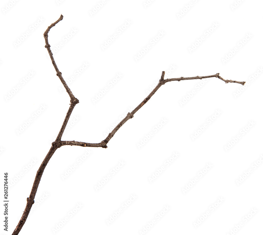 A branch of lilac bush on an isolated white background. A branch of lilac bush on an isolated white background.