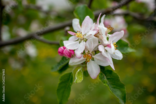 Selective shallow focus of pear blossoms in the spring season. Pear branch in bloom. Blurred green background. Pears blossom in early spring  moody day picture