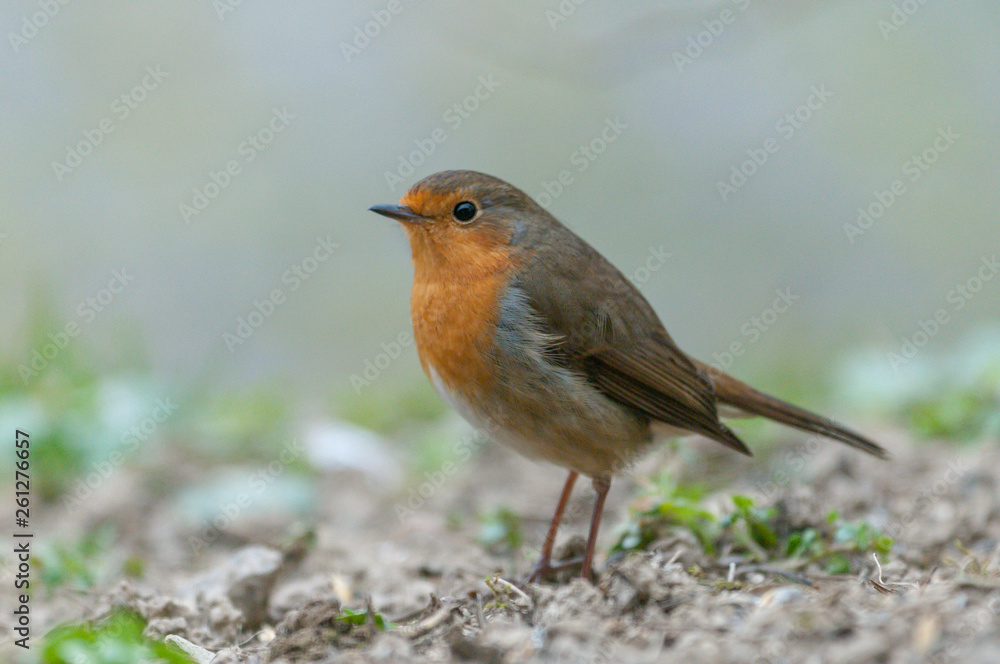 Rotkehlchen Rotkehlchen