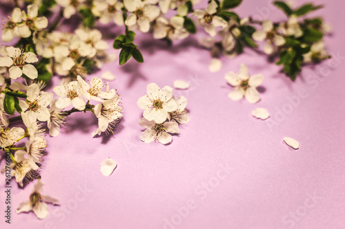 Spring blossom on purple background
