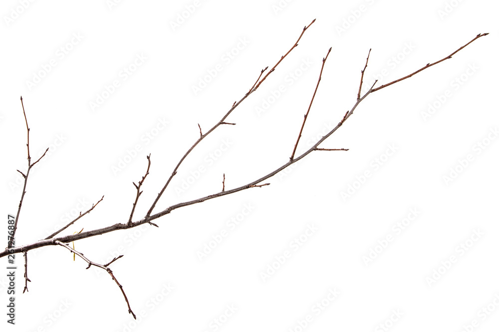 Branch of plum fruit tree on an isolated white background.