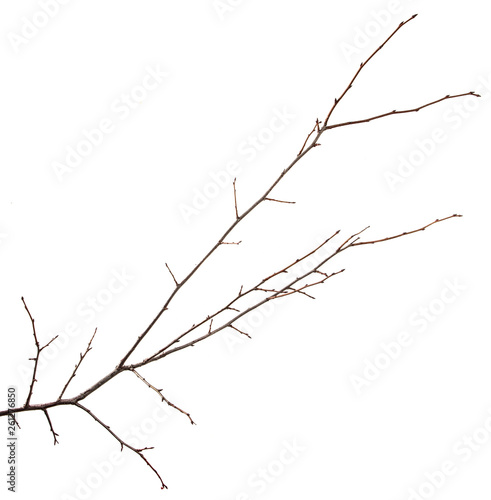 Branch of plum fruit tree on an isolated white background.