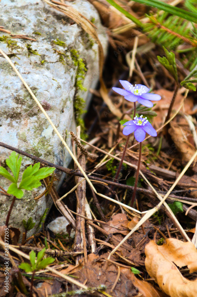 Blume Blume