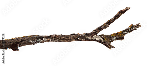 Dry branch of a tree on an isolated white background with cracked bark and patina. Wooden bark
